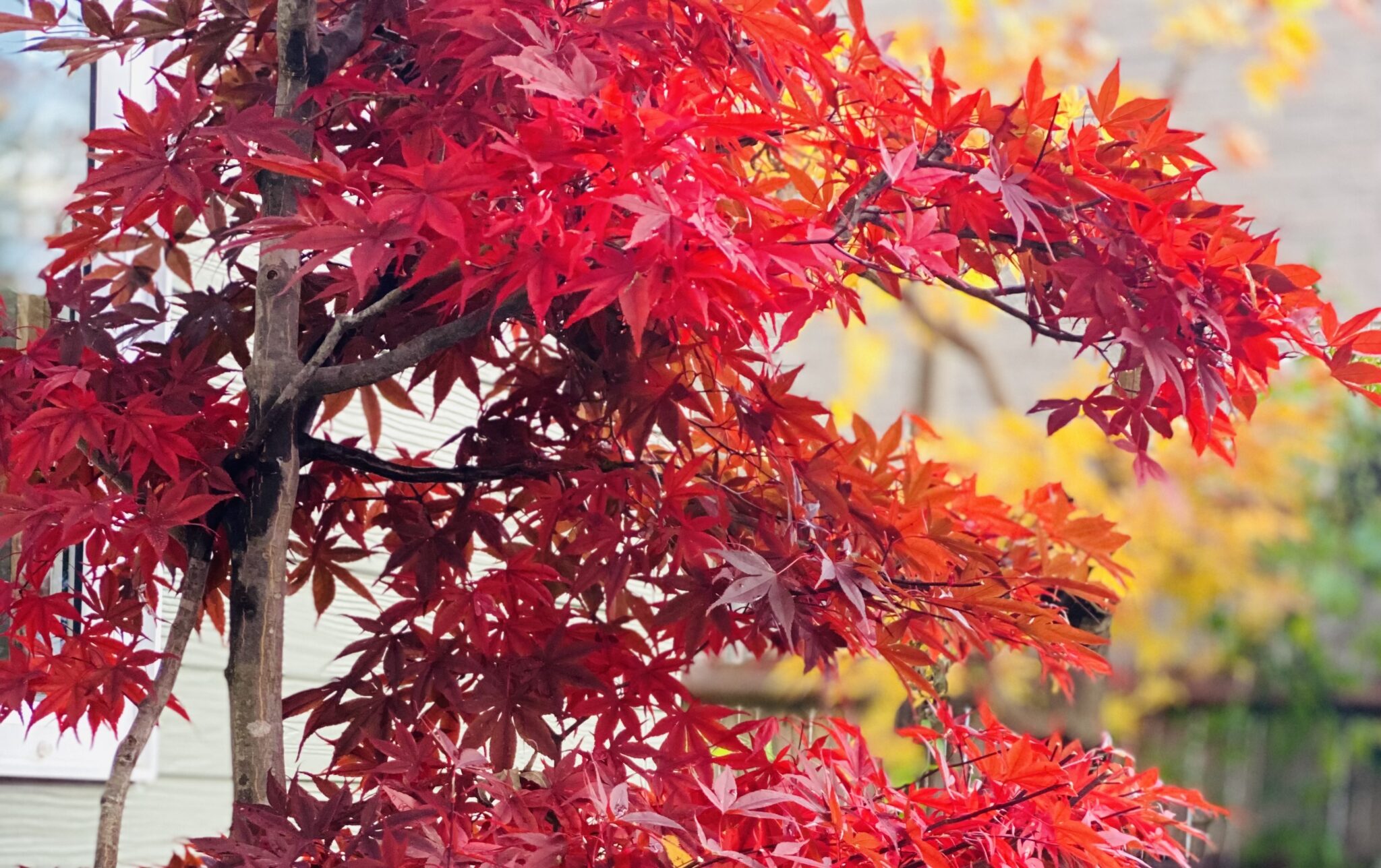 FMメイプル きたひろボールパークラジオ