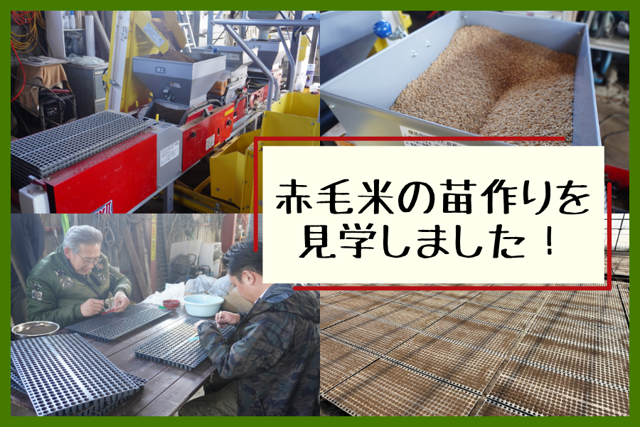 【赤毛米】2026年度の苗作りを見学！田植え前の準備って見たことありますか！？